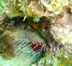 Many things to find on the coral in Dominica by Kelly N. Saunders 
